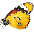 https://www.fourpaws.lt/wp-content/uploads/2019/08/butterfly.png